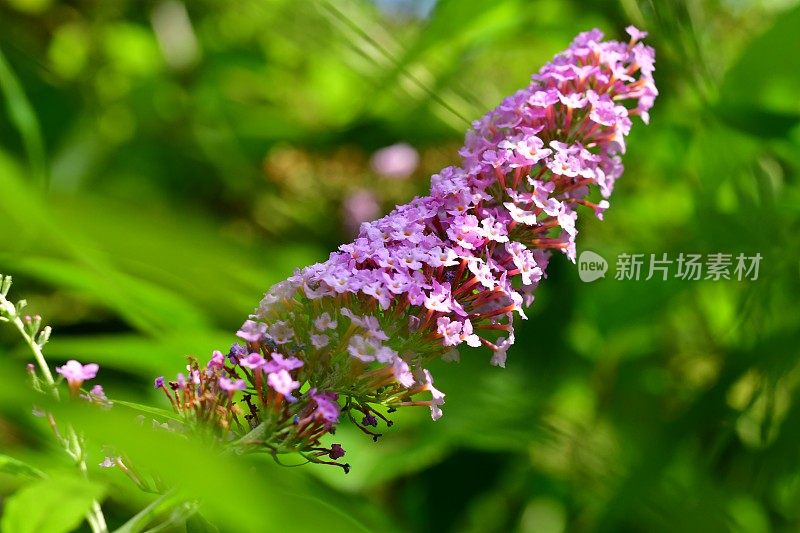 budleja / Butterfly Bush /夏季丁香